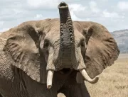 INUSITADO: Elefante mata idosa de 70 anos e depois