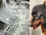 COVARDIA: Cachorro invade creche após ser baleado 