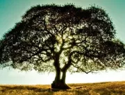 SEMABY realiza ações em alusão ao dia da árvore