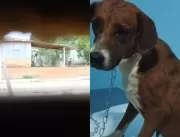 PERVERTIDO: Homem é preso por estuprar cadela cara
