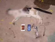Gato flagrado transportando celulares dentro de pr