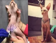 Mulher é investigada por tatuar gato e postar foto