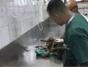 Filhote de cão tem pata amputada após ser atingido