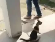 Em vídeo, gato é agredido por homem até a morte na