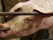 Mulher é devorada por porcos ao desmaiar em chique