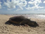 Tartaruga marinha gigante é encontrada morta em pr