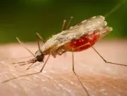 Mais um caso de malária é confirmado na Paraíba