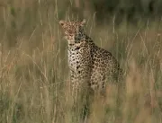 Leopardo mata criança em parque na África do Sul; 