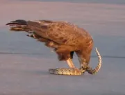 Imagens fortes: Vídeo impressionante mostra águia 