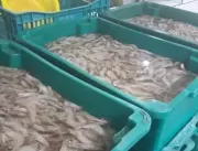 Operação apreende 4,5 toneladas de camarão produzi