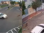 Imagens fortes: Motorista persegue e mata  cachorr