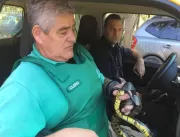 Cobra de 2 metros provoca pânico e fecha restauran