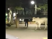 Vídeo: boi invade praça, causa pânico e assusta po