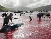 BANHO DE SANGUE: mais de 100 baleias são massacrad
