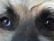 Cão com rosto humano choca internautas e faz suces