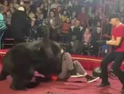 Urso ataca adestrador durante apresentação em circ
