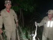 Cobra de 2 metros é capturada no momento em que en