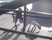 Vídeo: Policial militar é flagrado matando cachorr