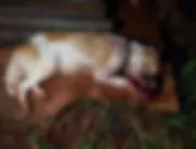 Crueldade: cadela é morta a pauladas enquanto proc