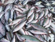 Berg entregará 1 tonelada de peixe a mais em relaç