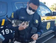 Policial adota gato após ser arremessado por motor