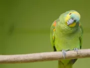 Papagaio de estimação alerta dona e evita assalto