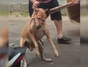 Vídeo: Cachorro mata filho que espancava mãe idosa