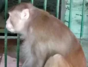 Macaco alcoólatra mata uma pessoa e fere outras 25