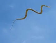 Cobras voadoras intrigam cientistas; assista ao ví
