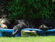 Urso é flagrado relaxando em uma piscina infantil
