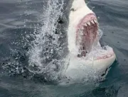 Vídeo: tubarão atravessa rede de proteção e mata s