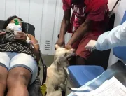 Dentro da ambulância, cachorro acompanha transferê