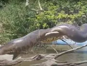 Vídeo de anaconda brasileira tomando sol viraliza 