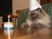 Festa para comemorar aniversário de gato provoca s