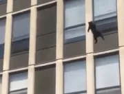 Gato pula do quinto andar de prédio em chamas e so