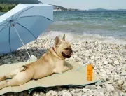 Cão viraliza após achar brinquedo sexual em praia;