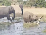 Mamãe elefanta esmaga crocodilo até a morte após t