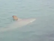 Balneário Camboriú tem invasão de tubarões após fa