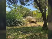 Vídeo que mostra mulher tentando atrair crocodilo 
