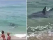 Banhistas filmam tubarão com quase dois metros 