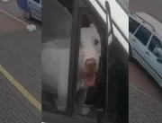 Cachorro ‘motorista’ dá ré em carro e por pouco nã