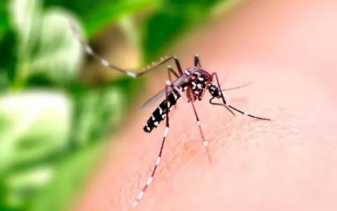 Casos de dengue sobem 55% no Brasil 