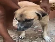 Homem flagrado batendo em cachorro com pedaço de madeira é militar do Exército; veja vídeo
