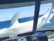 [ASSISTA] Tubarão de mais de 2 metros salta para d