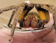 Picada de aranha com veneno mortal achada pode levar à necrose do pênis; confira