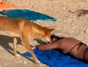 [VÍDEO] Cão selvagem morde bumbum de turista em pr
