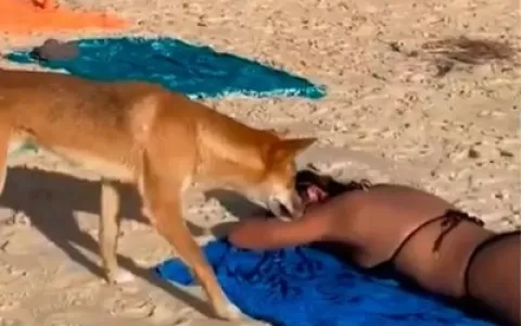 [VÍDEO] Cão selvagem morde bumbum de turista em pr