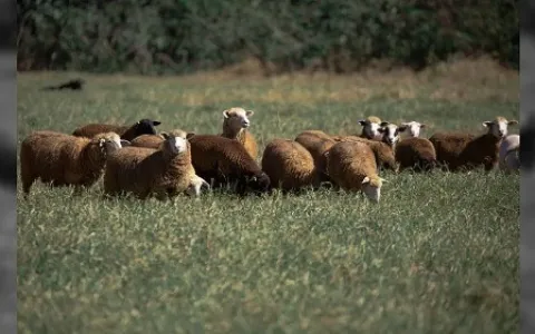 Rebanho de Ovelhas invade fazenda e come pelo meno
