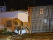 [VÍDEO] Leão escapa de circo, é visto vagando pela