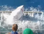 Trinta segundos de terror: tubarão branco invade g